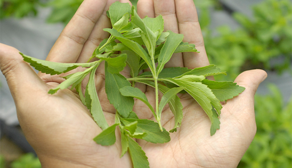 Stevia, planta pentru diabetici, a fost adaptată și pentru clima României - vestidulcidelasteviarebaudianale-1557731060.jpg