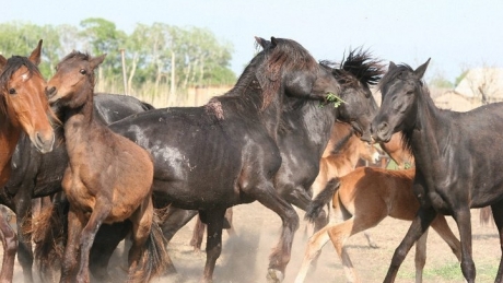 Elena Udrea și caii sălbatici de la Letea - vierpfotencailetea-1314388643.jpg