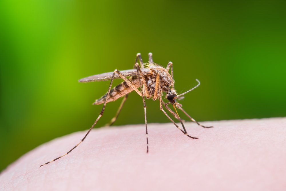 Virusul transmis de țânțari, încă prezent. Două decese, la Constanța - virusulwestnile-1538293249.jpg
