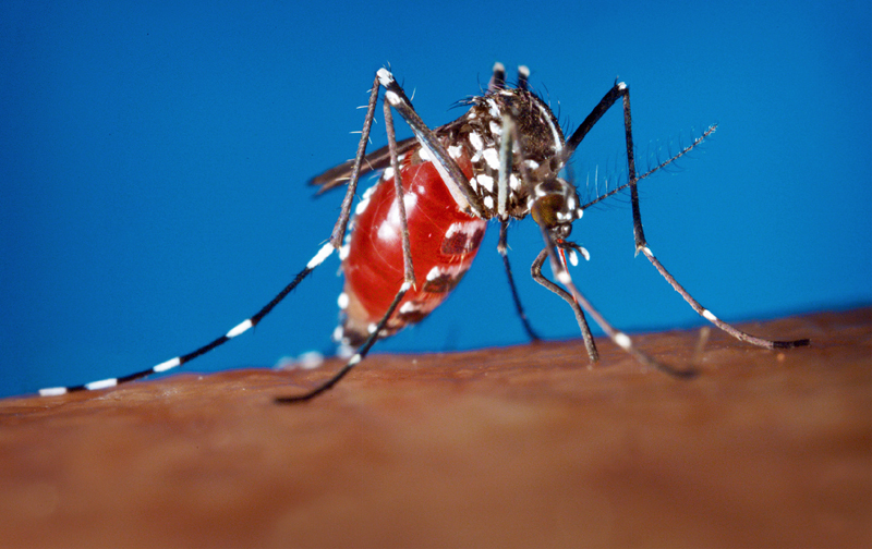 Stare de urgență mondială din cauza virusului Zika - virusulzika-1454422780.jpg
