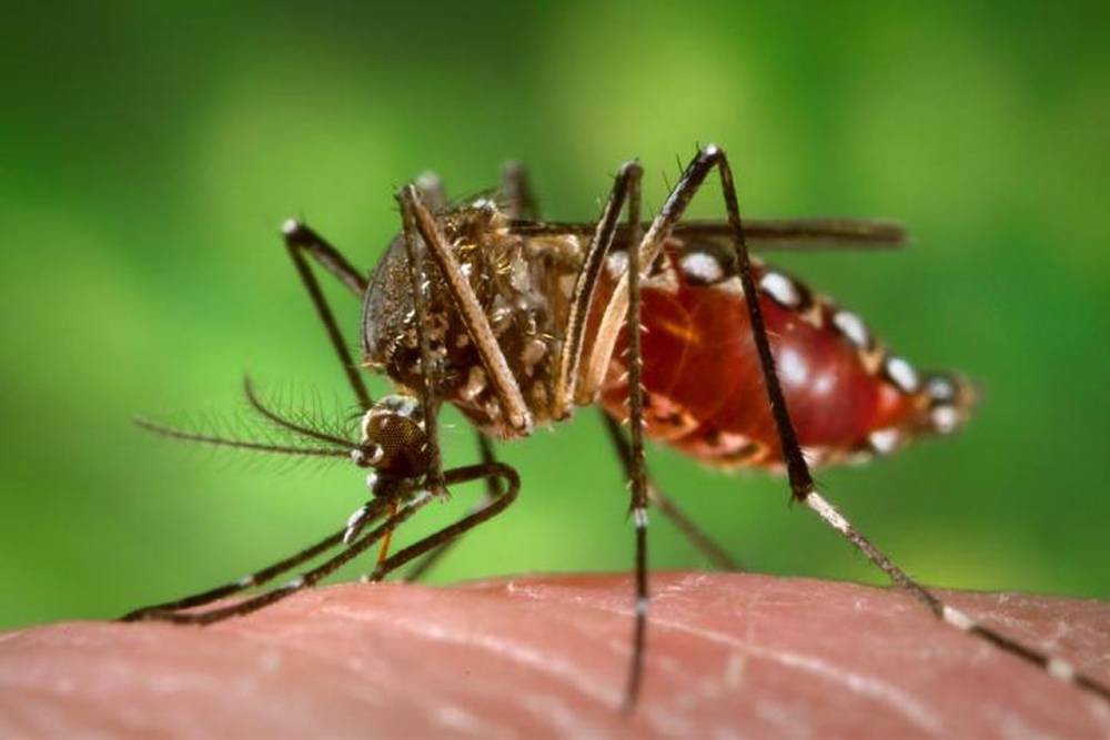 Virusul Zika ia amploare. Tot mai multe cazuri de infectare - viruszika-1472460831.jpg