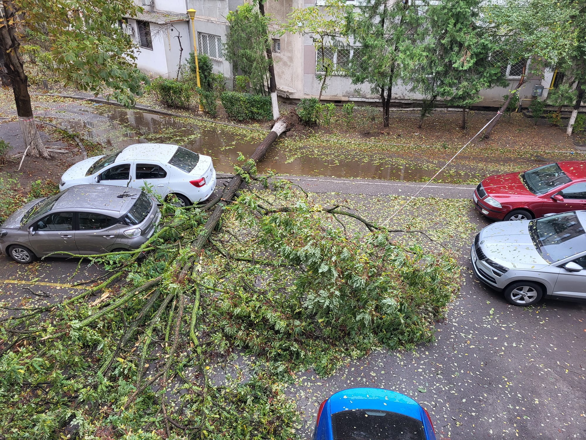 Fără precedent! Furtuna de aseară a dărâmat zeci de copaci - whatsapp-image-20231119-at-09183-1700379314.jpeg
