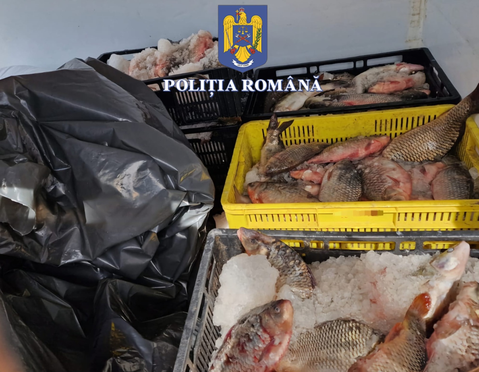 Captură de 133 de kilograme pește, descoperită de polițiștii constănțeni într-un autoturism - whatsapp-image-20240407-at-15132-1712493133.jpeg