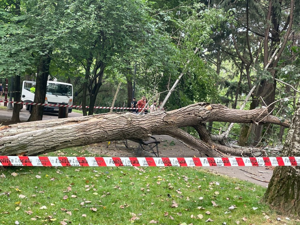 Copacul care a căzut peste o femeie în parcul IOR era verde - whatsappimage20230618at1838361-1687181344.jpg