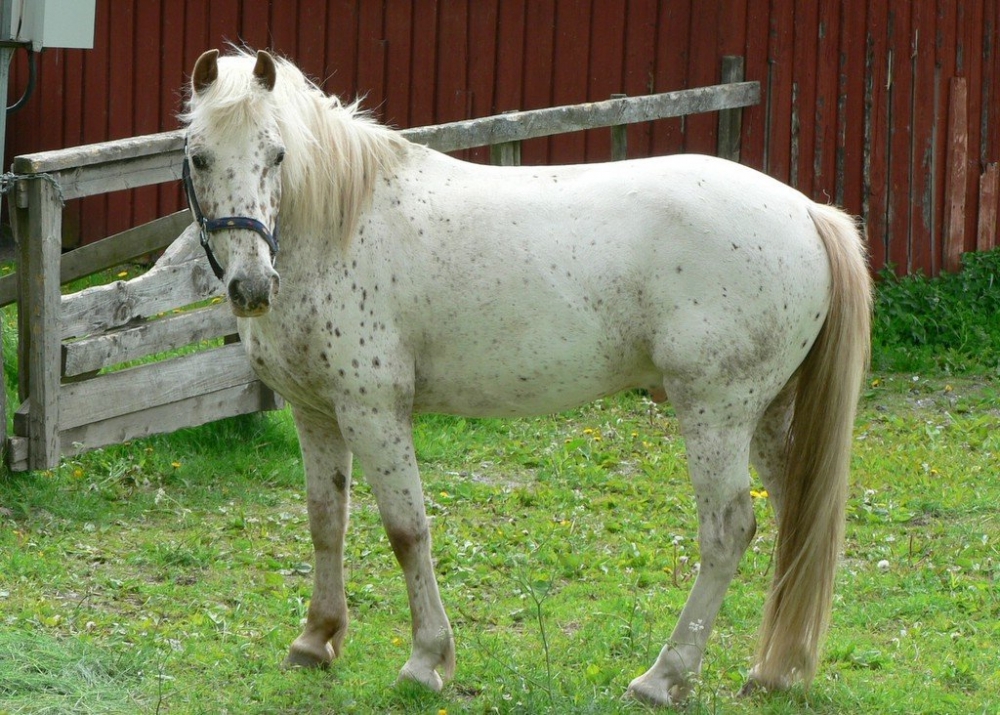 VIDEO AMUZANT/ Făcut KO de un…cal! - whitehorse-1329299005.jpg