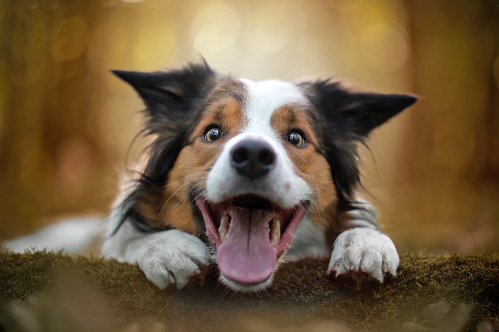 Constănţenii sunt aşteptaţi la concursul „Cel mai popular câine adoptat” - x-catei-1694521715.jpg