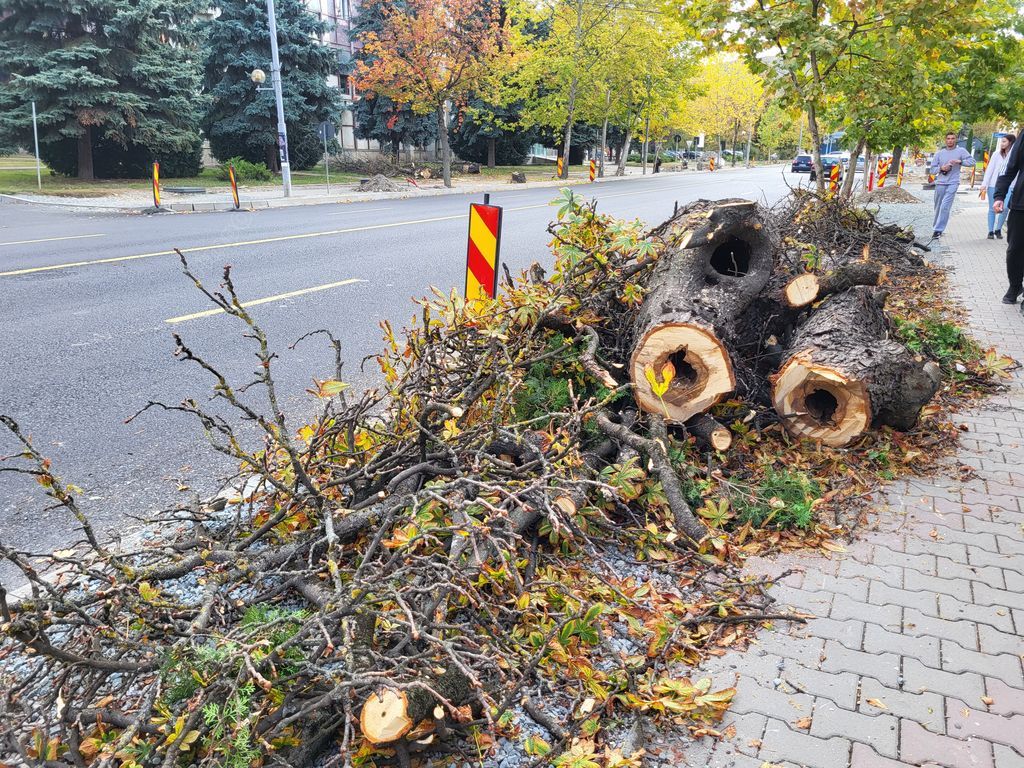 Copacii de pe strada Decebal, tăiaţi pentru continuarea lucrărilor de reabilitare termică - x-copaci-1699873822.jpg