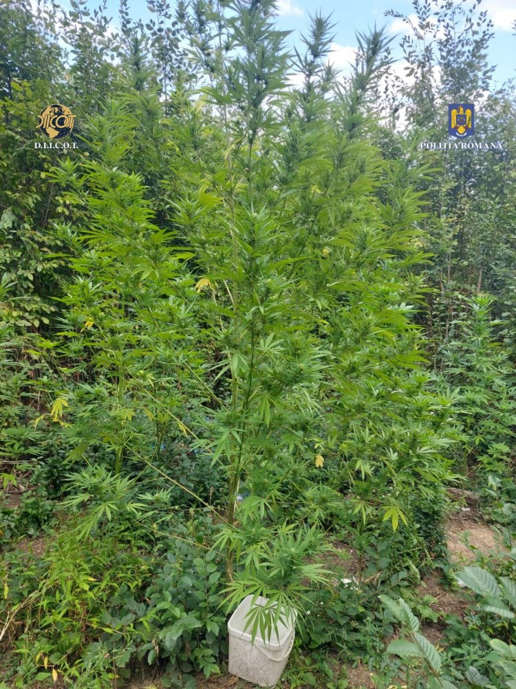 Cultură de cannabis descoperită în mijlocul pădurii - x-cultura-cannabis-1694076239.jpeg