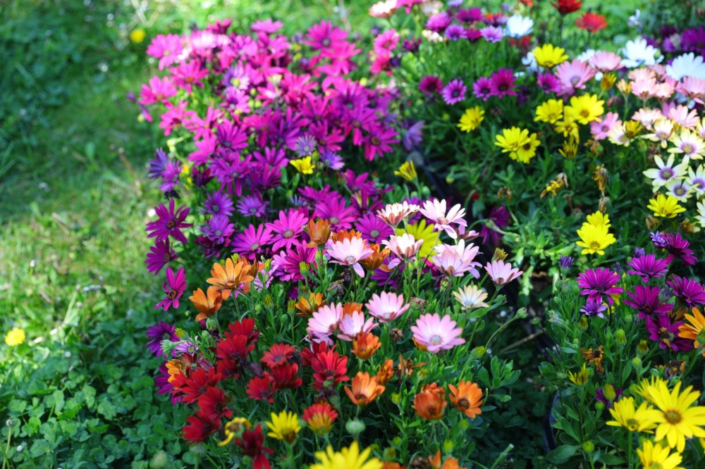 Aproximativ 90.000 de flori vor înfrumuseţa cartierele constănţene - x-plantari-1-1683811620.jpeg