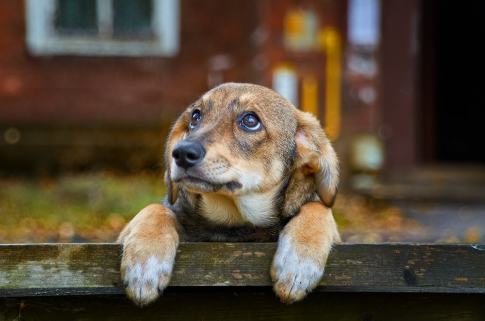 Adopţia unui câine fără stăpân este gratuită. Nu vă costă nimic - xcatei-1675948748.jpg