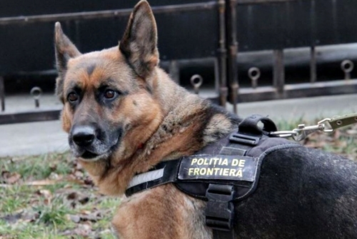 Câine polițist pensionat, oferit spre adopție de Garda de Coastă - xgardacaine1-1645620640.jpg