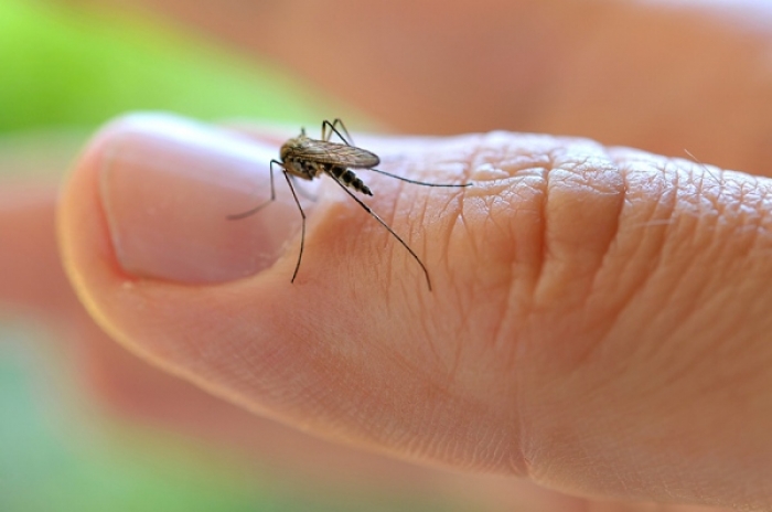 Zika poate fi eradicat. Doi soldați care au contactat maladia au fost vindecați - zica-1457716869.jpg