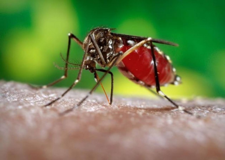 OMS: Virusul Zika s-ar putea răspândi pe ambele continente americane - zika-1453768186.jpg