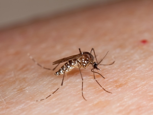 Virusul Zika se răspândește în Europa. Prima persoană testată pozitiv cu acesta a apărut și în Danemarca - zika-1453885020.jpg