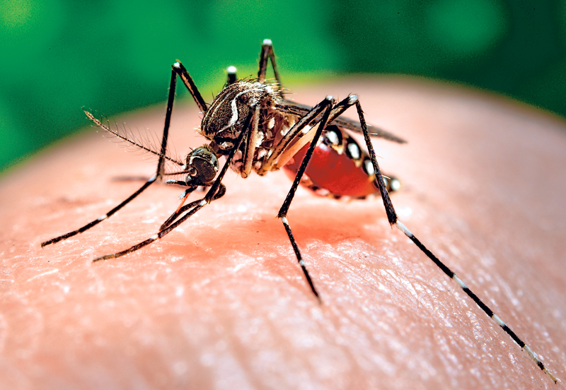 OMS: Circa patru milioane de oameni, amenințați de virusul Zika - zika-1453992059.jpg