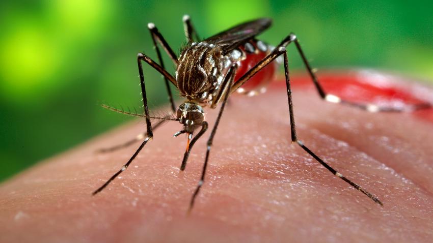 OMS: femeile infectate cu virusul zika pot alăpta - zika-1456421939.jpg