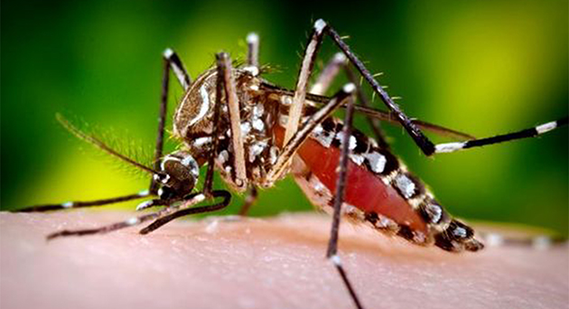 Virusul Zika se apropie de România: Primul caz de transmitere pe cale sexuală în Franța - zika-1456593424.jpg