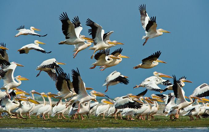1 aprilie, Ziua Internațională a Păsărilor - ziua-internationala-a-pasarilor-1711971797.jpg